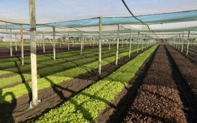 Innovación y tecnología de punta para la producción de Baby Leaf